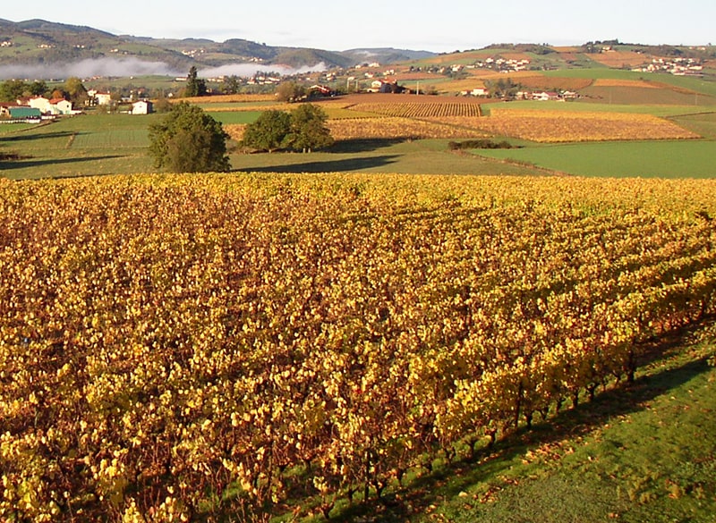 ボジョレーワインの魅力