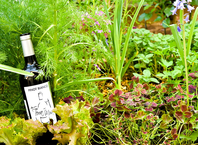 ゴールデンウィークおすすめワイン特集