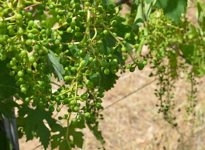 4月のスタッフ推しワイン