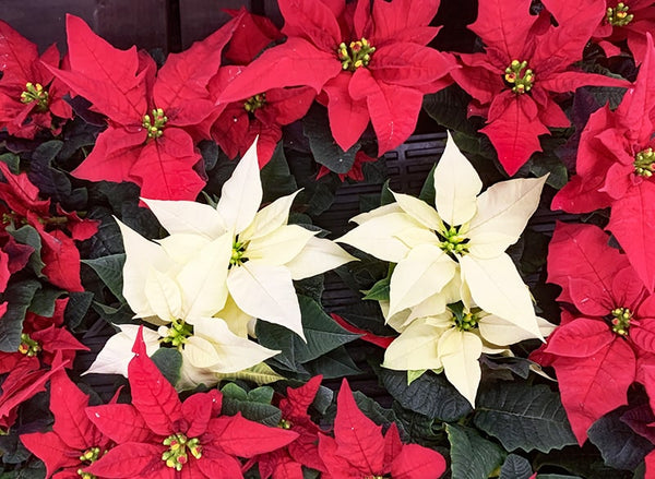 年末年始におすすめ！2025年冬のワイン特集