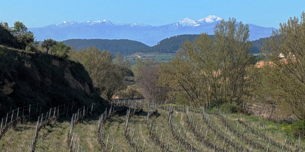 リオハワインに見る大メーカー寡占と小さな銘醸村の共存──HaroからSan Vicenteへ