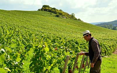 オーガニックワイン専門店マヴィ｜