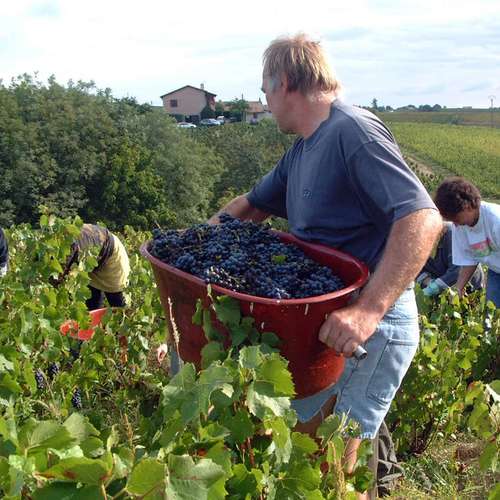 ボジョレーヴィラージュヌーヴォー 2025 赤