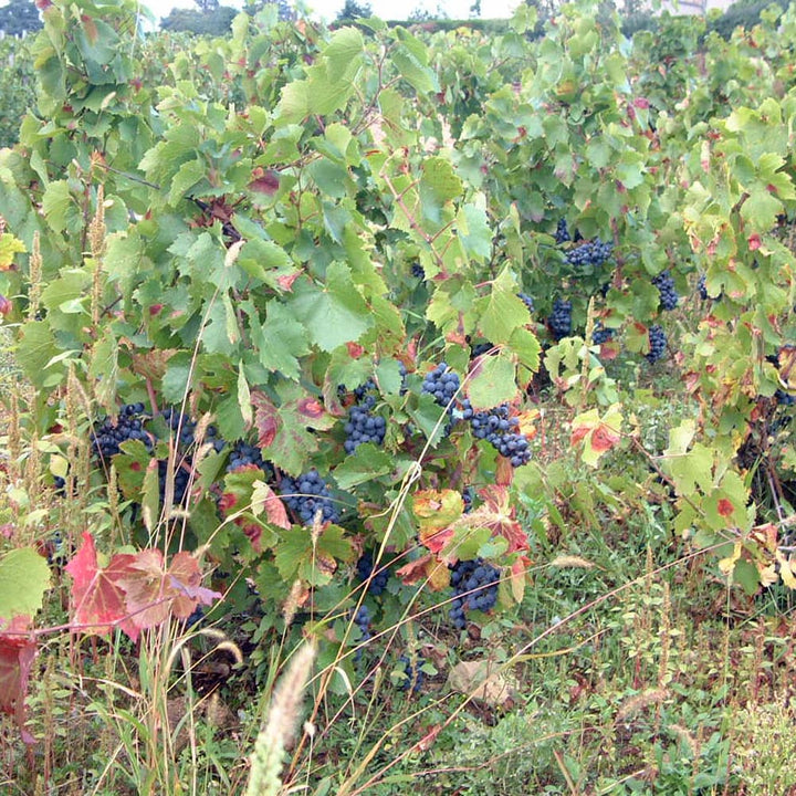 ボジョレーヴィラージュヌーヴォー 2025 赤