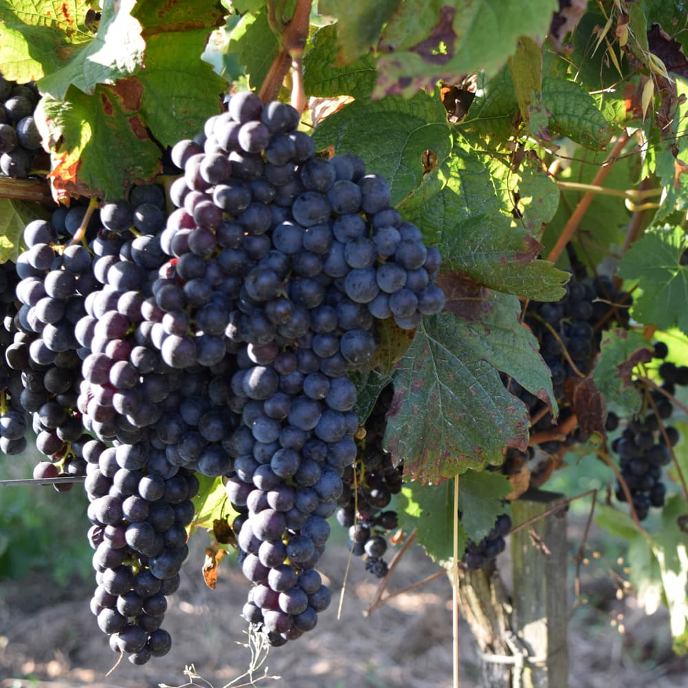 ボルドー 干支ワイン（午） 赤