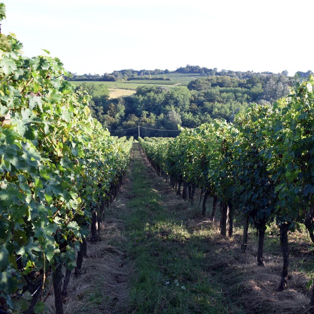 ボルドー 干支ワイン（午） 赤