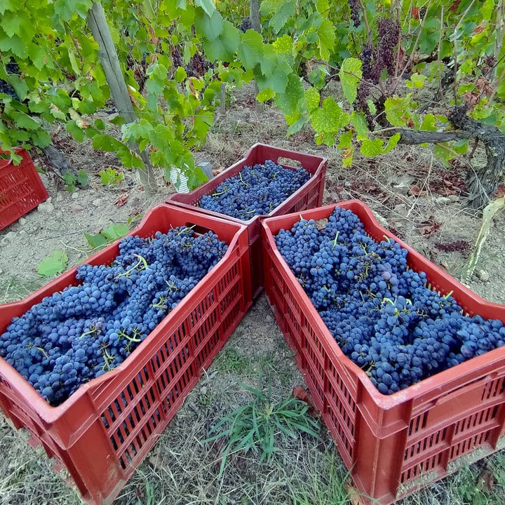 ボジョレーヌーヴォー2025 赤