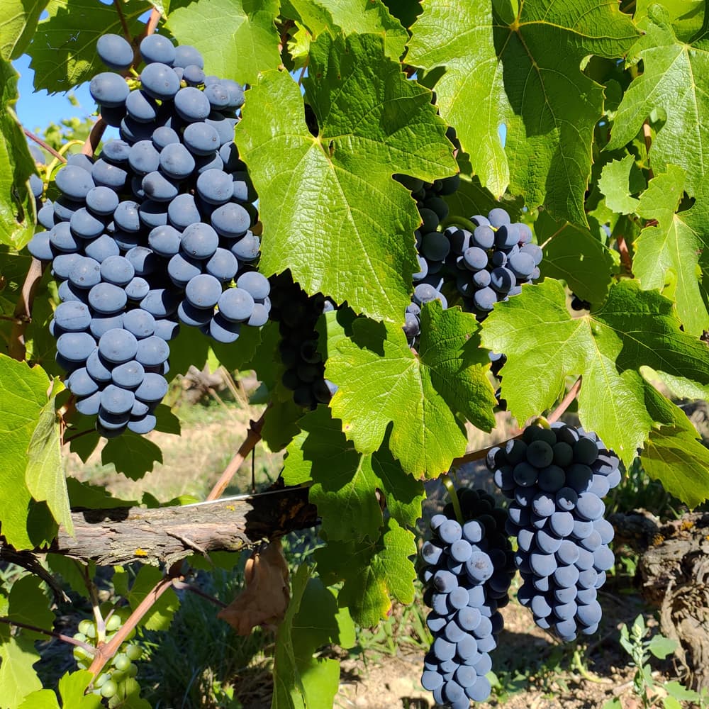 ボジョレーヌーヴォー2025 赤