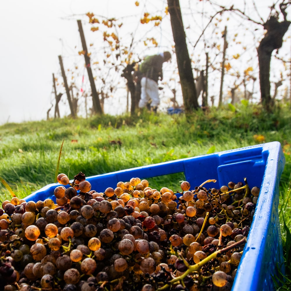 グロ マンサン セック 白 – オーガニックワイン専門店マヴィ